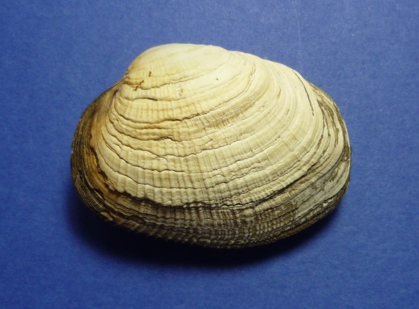 Eastonia rugosa